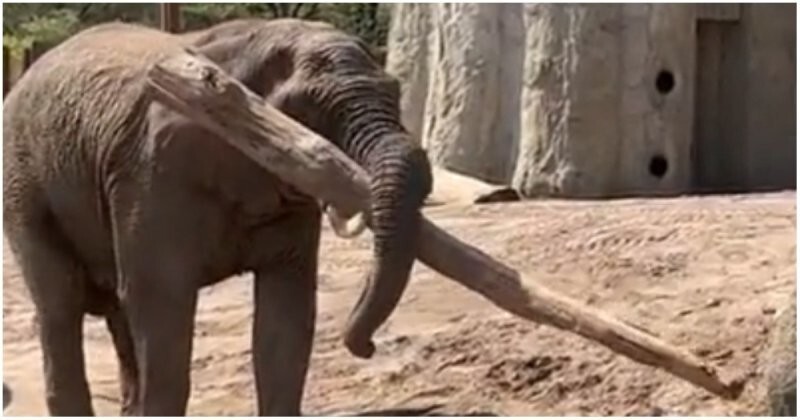 Слон, познавший равновесие