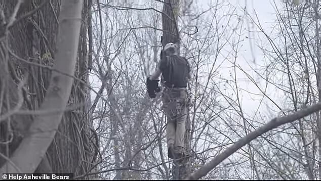 Зоозащитники спасли медвежат с высокого дерева