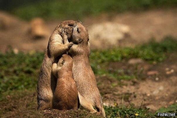 Как родная меня мать провожала,