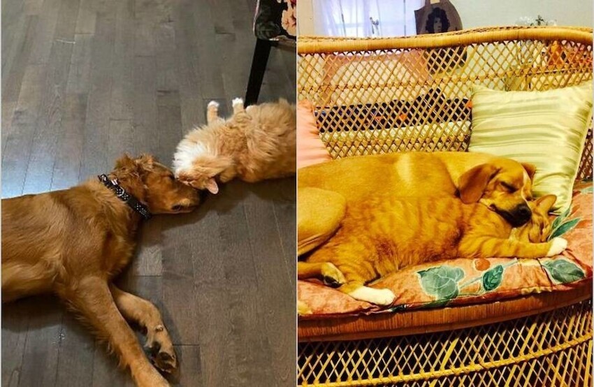 15 очаровательных снимков о том, что дружба между кошкой и собакой существует