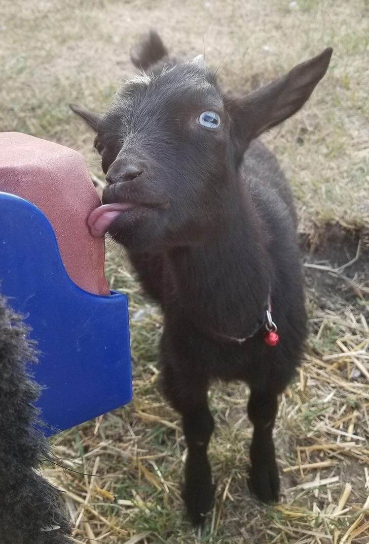 17 фото, которые доказывают, что “козёл” — это не оскорбительно, а бееезумно мило и смешно