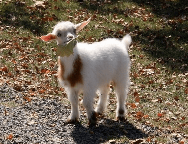 17 фото, которые доказывают, что “козёл” — это не оскорбительно, а бееезумно мило и смешно