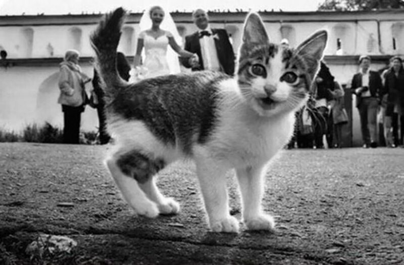 Фотографии, которые стали интересными только благодаря котам
