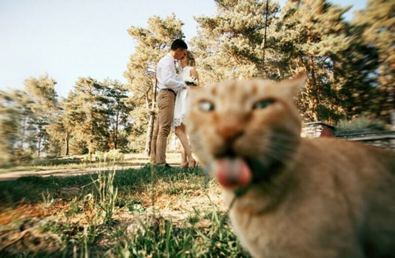 Фотографии, которые стали интересными только благодаря котам