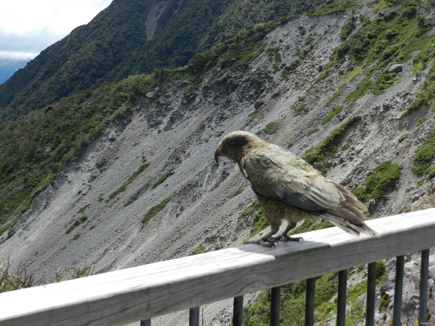 Попугай КИА, Южный остров Новой Зеландии