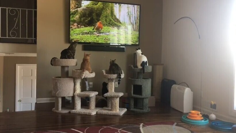 Кошки охотятся на птиц в телевизоре