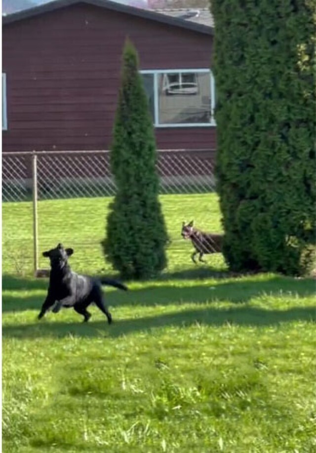 Милота дня: пёс влюбился в соседскую собаку, играя через забор