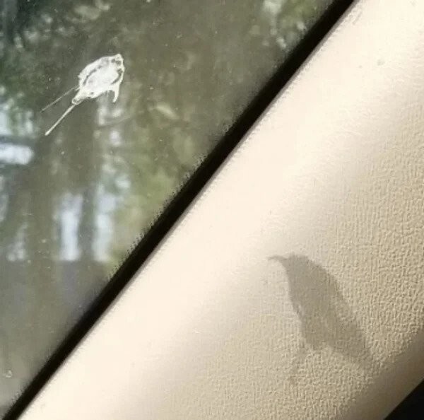 8. "Птичий помет на лобовом стекле моей машины отбрасывает тень, очень похожую на птицу"