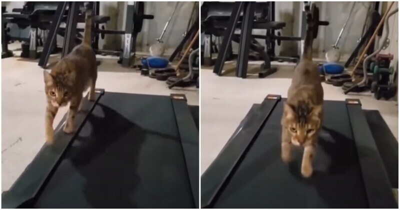 Тренировка кота на беговой дорожке