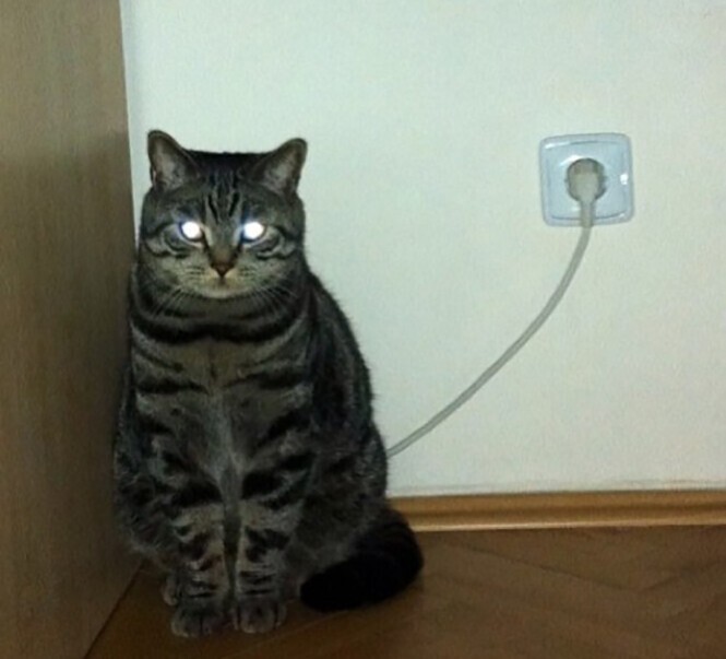 Кот электрик картинка