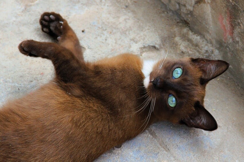17 необычных и забавных котов, которых как будто сконструировали в фотошопе