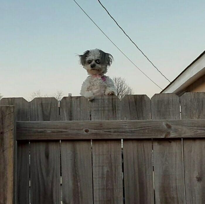 "Я просто шёл мимо, и увидел соседского пса"