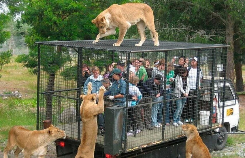 Зоопарк, где туристы находятся в клетках