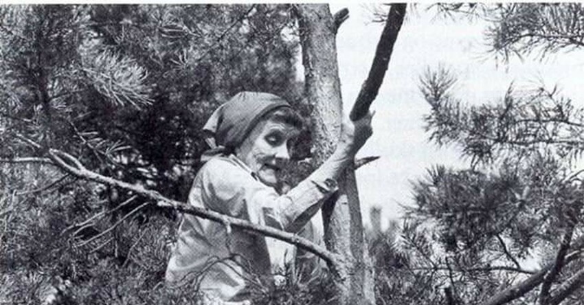 Астрид Линдгрен любила лазать по деревьям