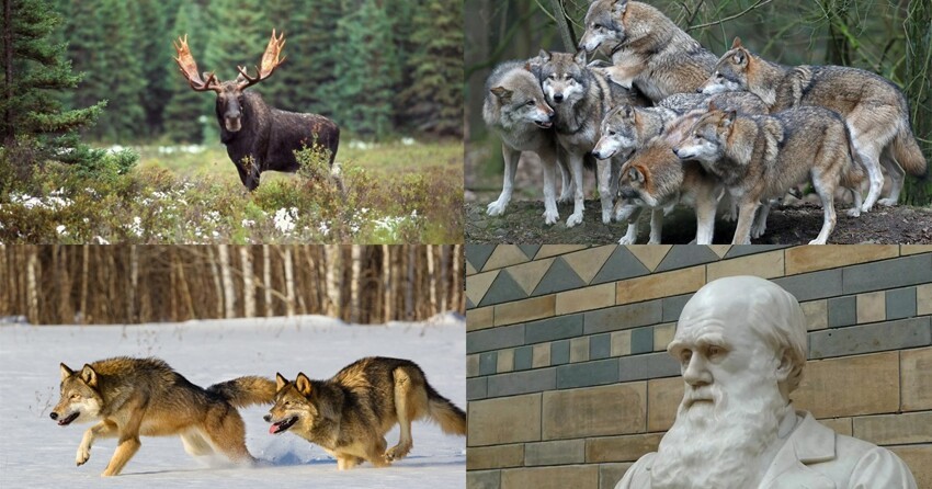 Волки - санитары леса. Научно доказано, хоть и никто не спрашивал