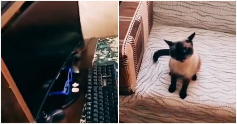 Кот Семён защищает компьютер и комнату хозяина