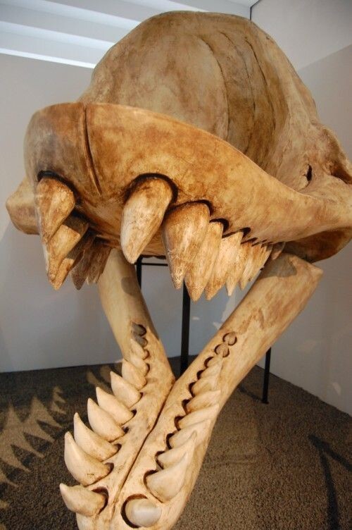 Мелвиллов левиафан — вымершее миоценовое китообразное