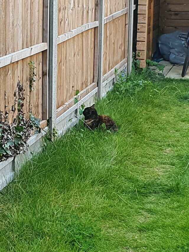 Наша кошка каждый день не отрываясь смотрит на забор