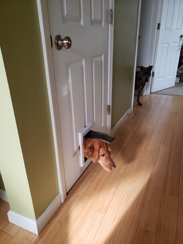 Наша собака захлопнула дверь в подвал