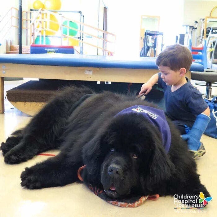 Боннер - лучший пес-психолог в детском госпитале Лос-Анджелеса