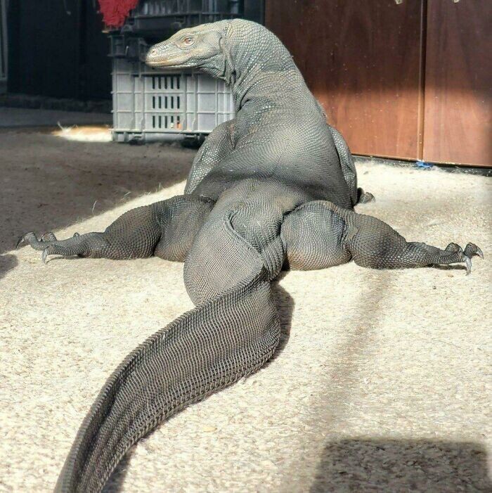 Комодский дракон - самая большая ящерица на Земле