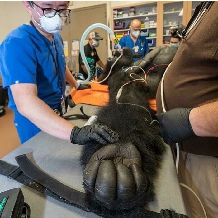 Рука гориллы