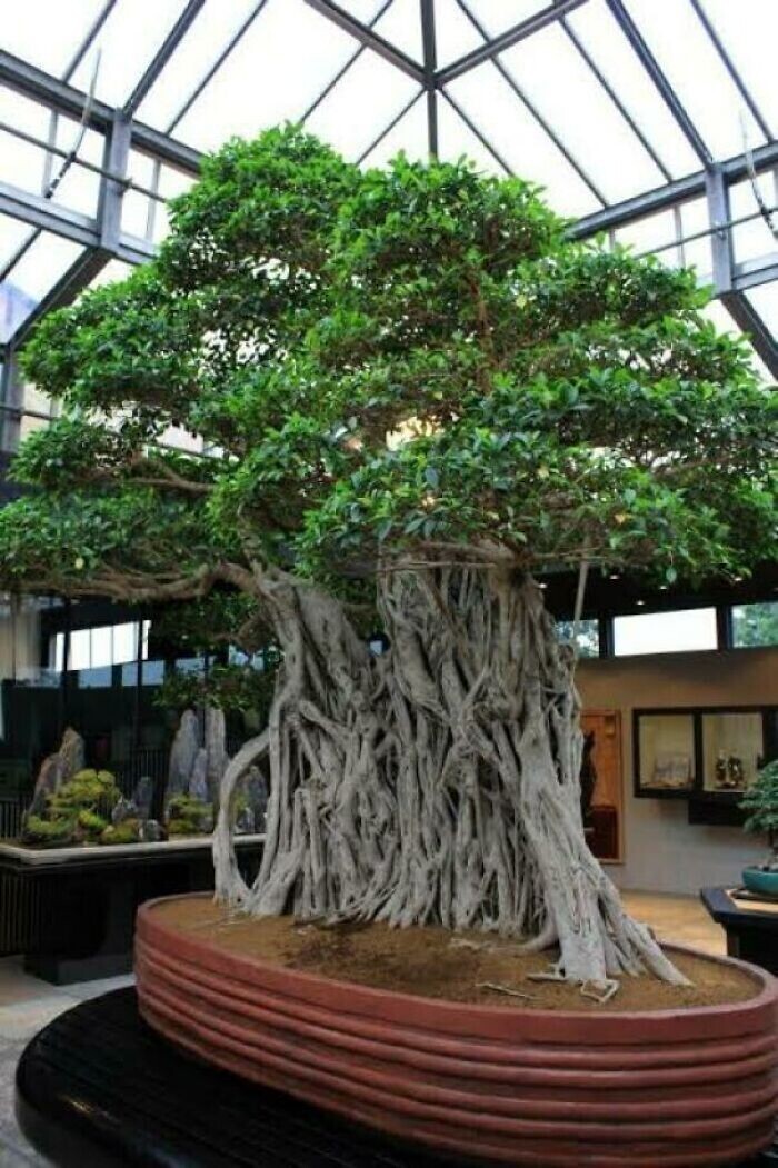 Самому старому в мире дереву бонсаи около 100 лет