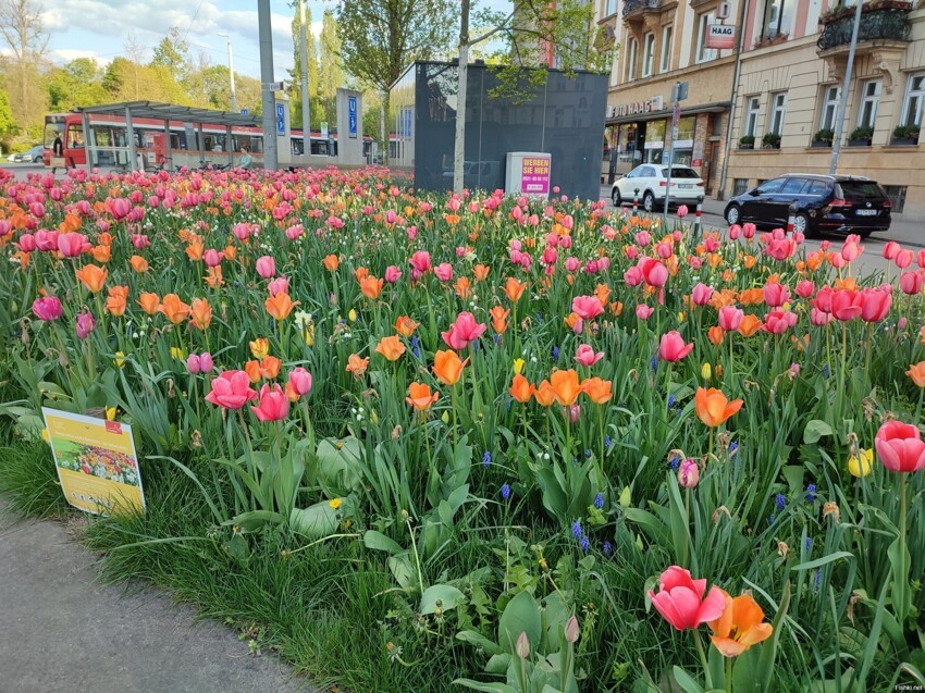 В городе весна в самом разгаре