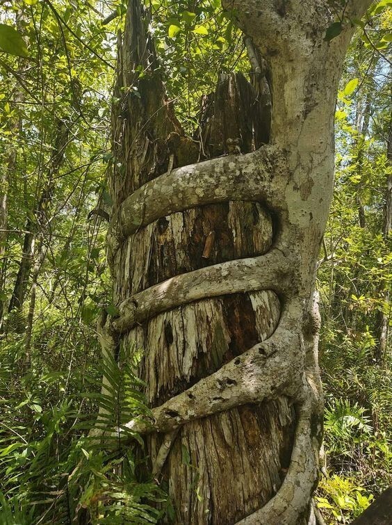 Деревья, которые смогли: 20 примеров выживания не смотря ни на что
