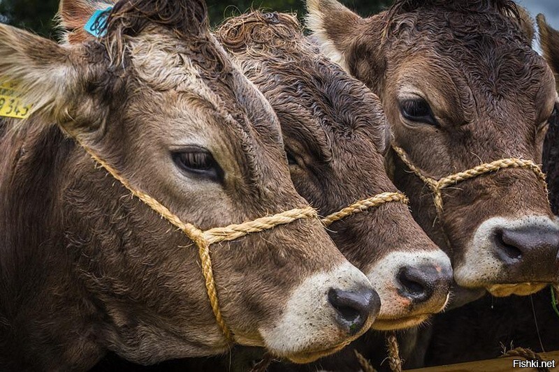 Коровам начали давать колу в одном из белорусских колхозов
