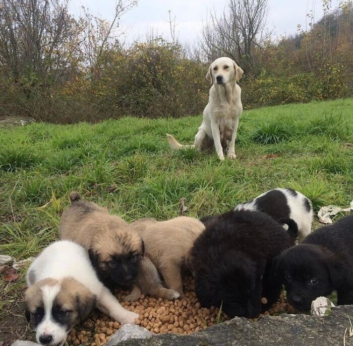 Женщина ухаживает за десятками собак, которые остались без дома