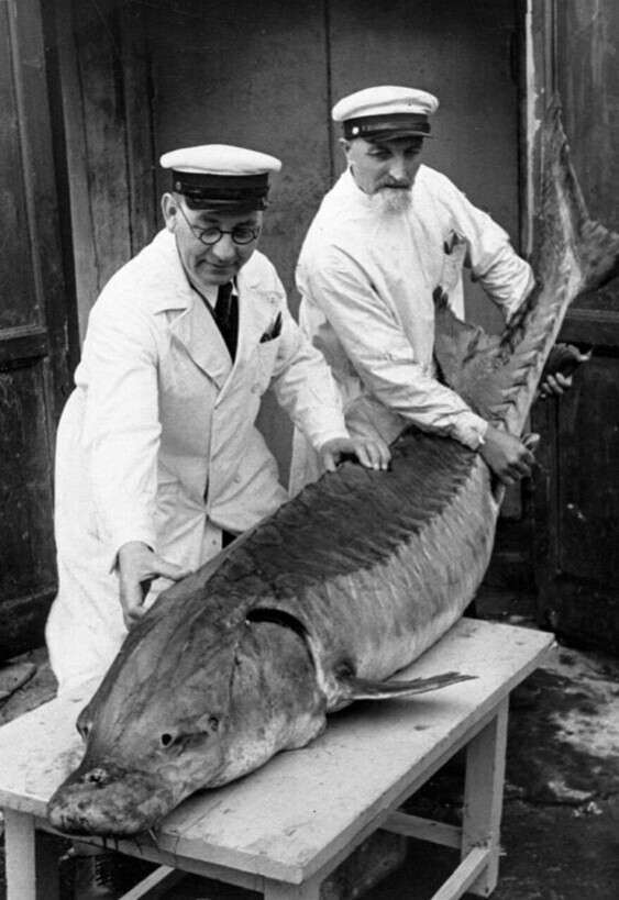 Осетра, выловленного в Сестрорецке, осматривают работники ленинградского рыбоперерабатывающего завода, СССР, 1930-е