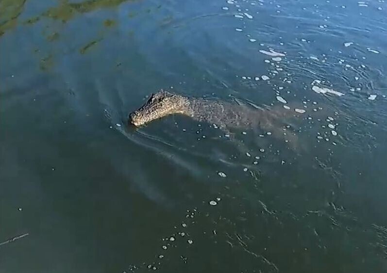 Крокодил запрыгнул на лодку рыбаков