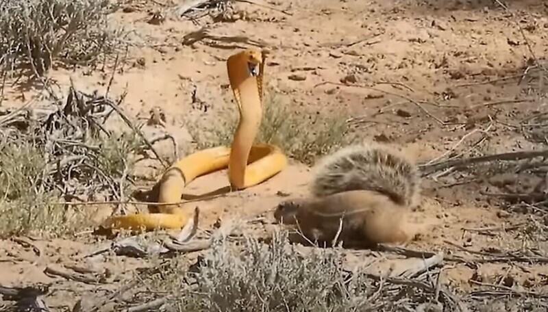 Самка суслика защитила своё потомство от ядовитой змеи