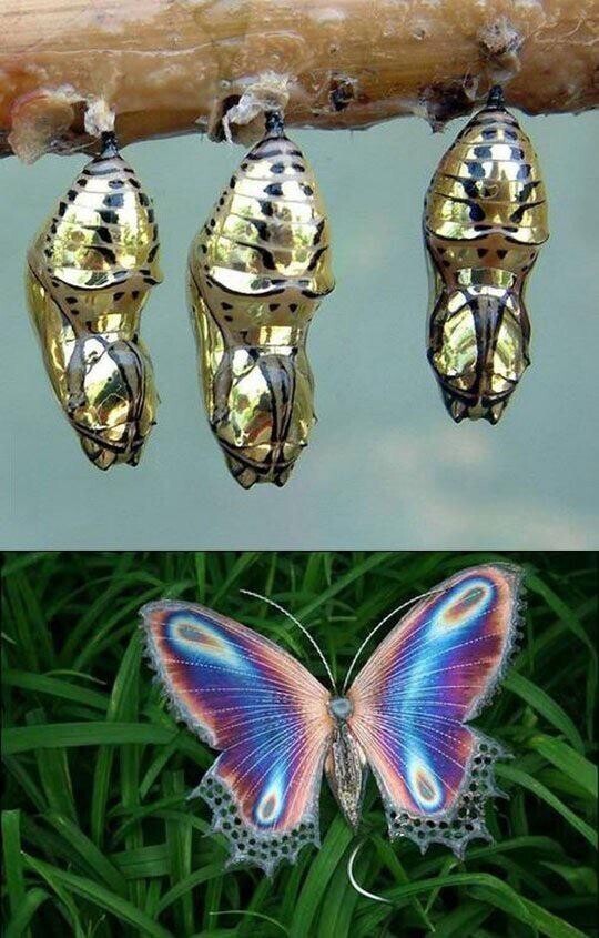 Перед вами золотые коконы тропической бабочки Polymnia Mechanitis