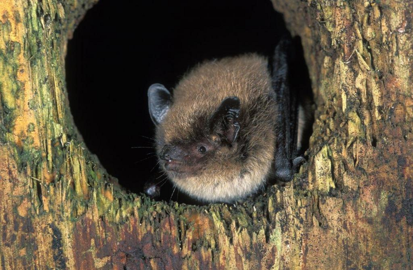 Сибирский усатый миотис: Живут более 40 лет, что немыслимо для такого мелкого существа. Как летучая мышь победила смерть?