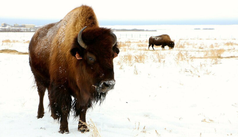 Как в Канаде бизоны исполнили древнее пророчество