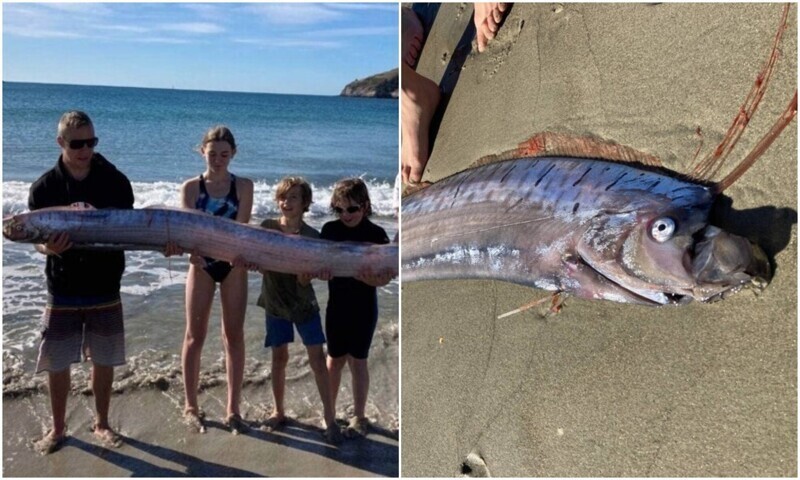 Гуляя по пляжу, семья увидела огромную рыбину