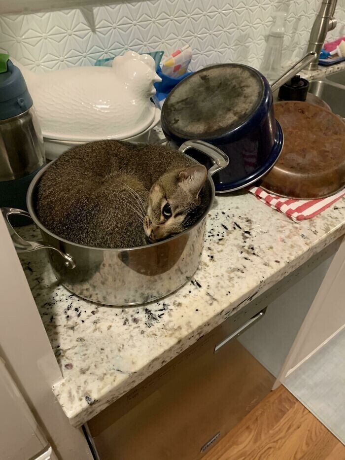 Некоторые коты не прочь поспать в посуде