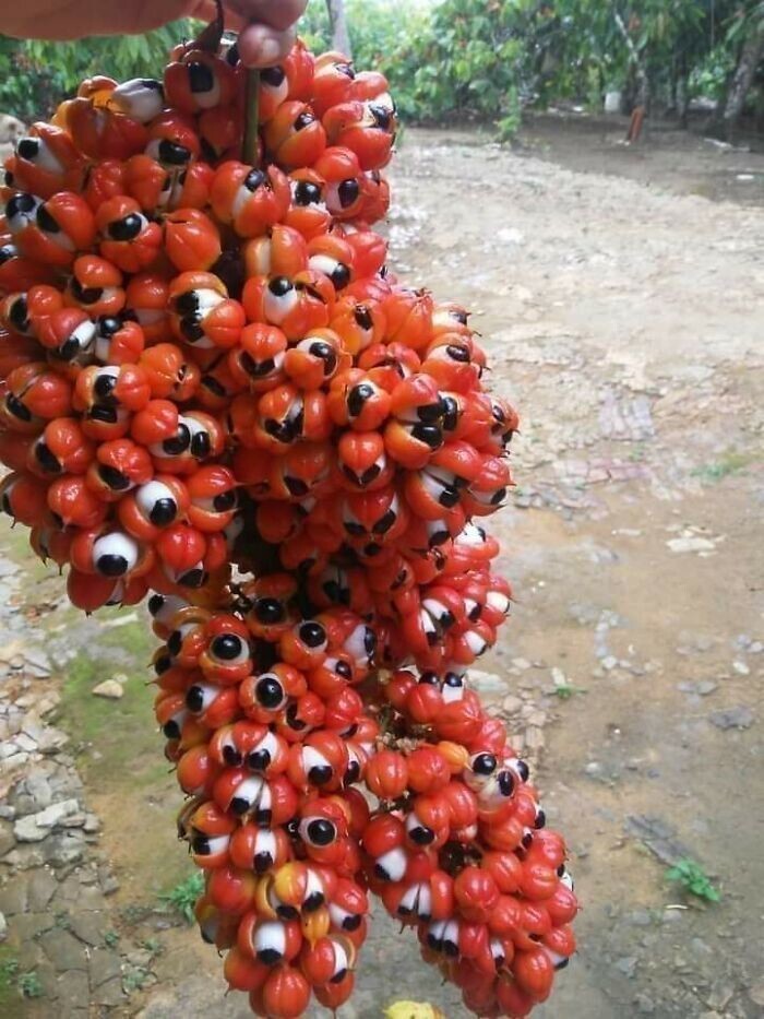 29. «Оказывается, растение гуарана похоже на большое скопление глазных яблок»