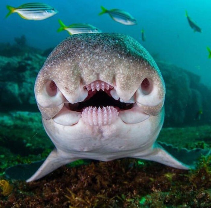 17. Австралийская рогатая акула у острова Монтегю, Новый Южный Уэльс