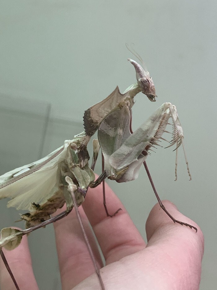 22. Гигантский богомол чёртов цветок (Idolomantis diabolica)