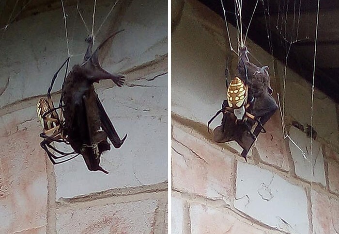 4. Огромный банановый паук (Argiope Aurantia) поймал ушана Таунсенда в свою паутину возле дома в Потите, штат Техас