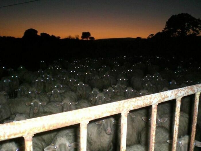 7. «Из-за вспышки овцы стали похожи на зомби»