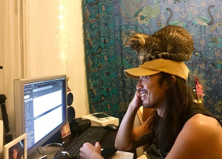 Коты, которые решили, что хватит сидеть на шее у хозяина, и нашли работу