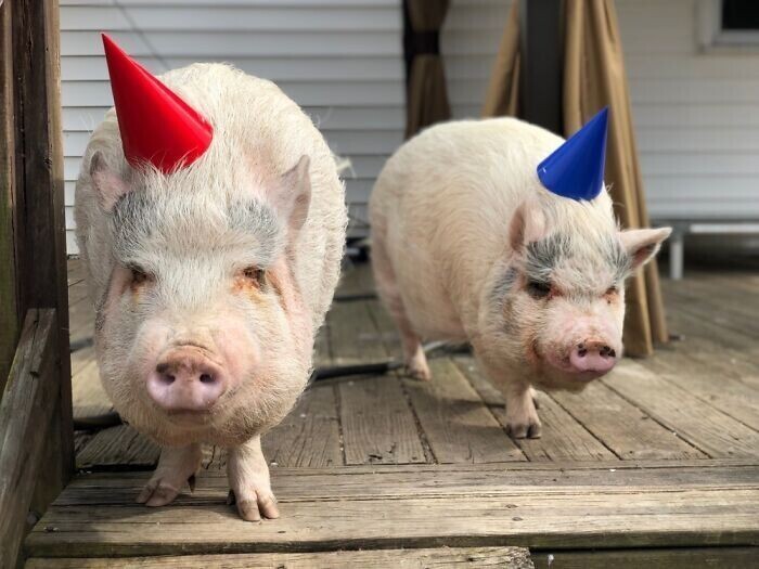 "Пригласили своих свинок на день рождения нашей утки"