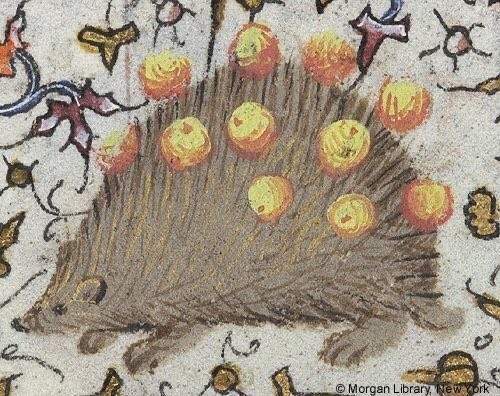 В средние века считалось, что иголки нужны ежам для того, чтобы собирать фрукты, перекатываясь на спину. Это неправда, хотя и очень мило