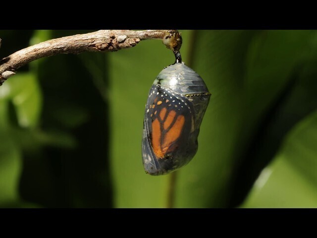 Превращение гусеницы в бабочку: видео волшебного процесса 