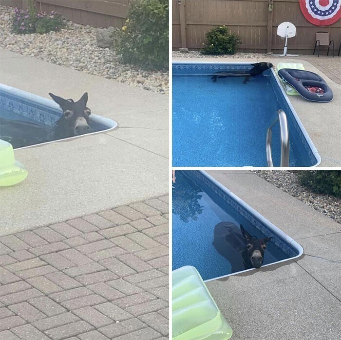 "Соседский ослик прохлаждается в нашем бассейне"