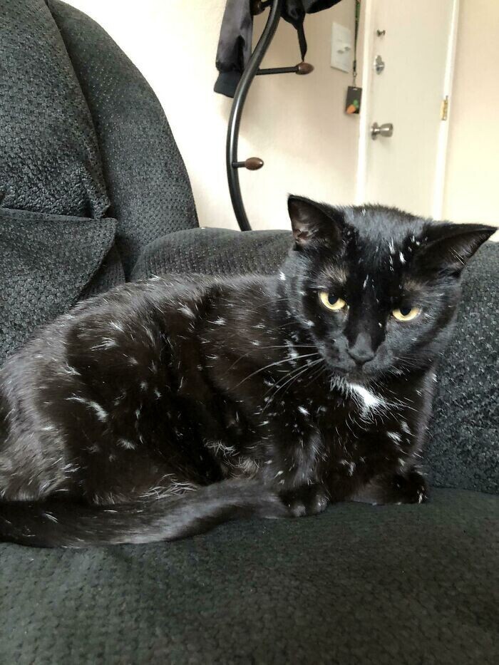 13. "У моей кошки витилиго. Она была полностью чёрной, когда мы ее взяли, но с каждым годом на ней всё больше белых пятен"